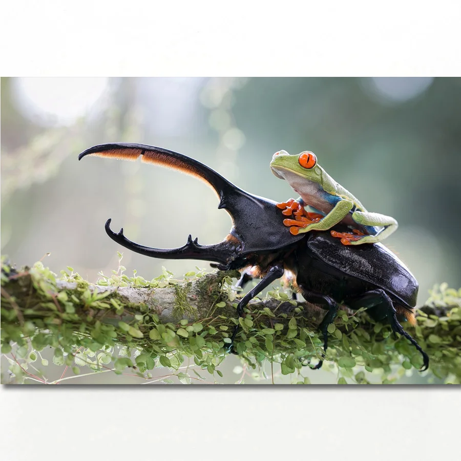 

Beetle Frog Animal Friendship Wall Art Picture Posters Canvas Art Prints Wall Paintings for living room Decor