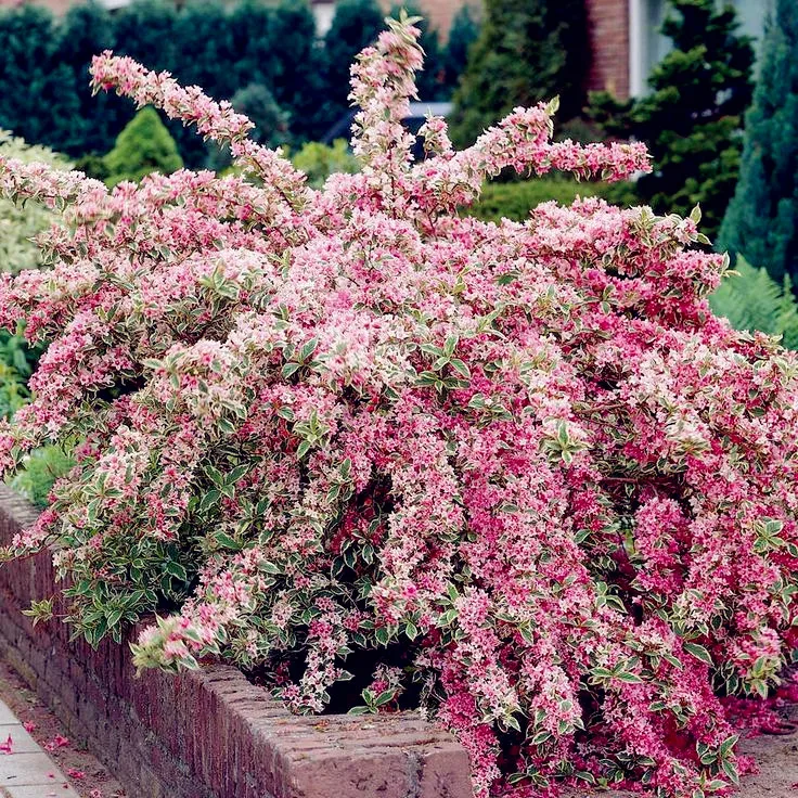 

Beautiful Weigela Florida Flower Bonsai Rare Mixing Unique Flower Bonsai Very Beautiful for Home Garden Planting 100PCS