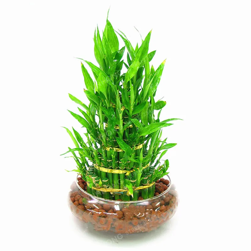 6 Kinds Lucky Bamboo Choose Potted Bonsai Variety Complete Dracaena plant The Budding Rate 95% 30 PCS/Pack 6 Kinds Lucky Bamboo Choose Potted Bonsai Variety Complete Dracaena plant The Budding Rate 95% 30 PCS/Pack