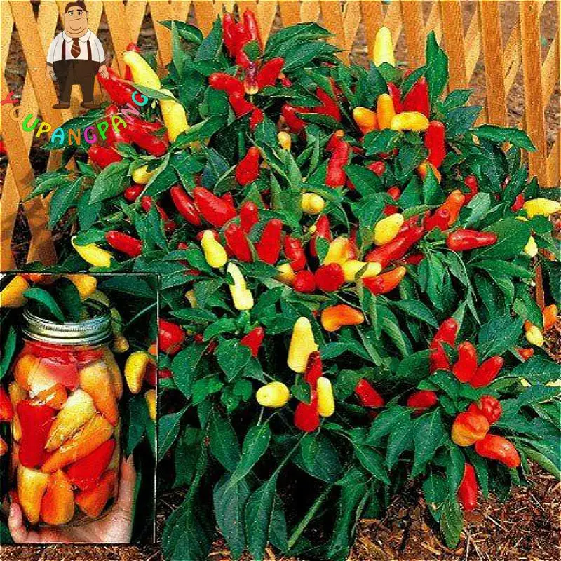 New Arrival 200 plants Mini Spices Spicy Red Chili Hot Pepper plants