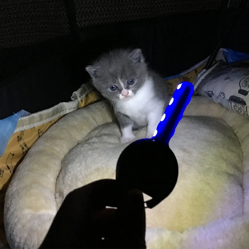 Best WEST BIKING Mini LED Flashlight 3 Modes Lamp Keychain Lamp Emergency Camping Light Outdoor Sports Bicycle Lights Bike Taillight 4 Best WEST BIKING Mini LED Flashlight 3 Modes Lamp Keychain Lamp Emergency Camping Light Outdoor Sports Bicycle Lights Bike Taillight 4