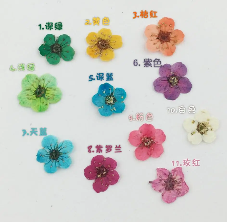 100 шт. цветы сливы|flowers and plants|flowering plants perennialsflower plant names |