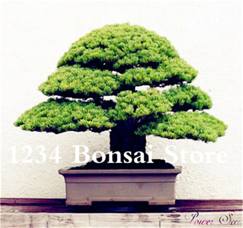 Genuine! 50 Pcs Juniper bonsai tree potted flowers office bonsai purify the air absorb harmful gases juniper garden seedsplants Genuine! 50 Pcs Juniper bonsai tree potted flowers office bonsai purify the air absorb harmful gases juniper garden seedsplants