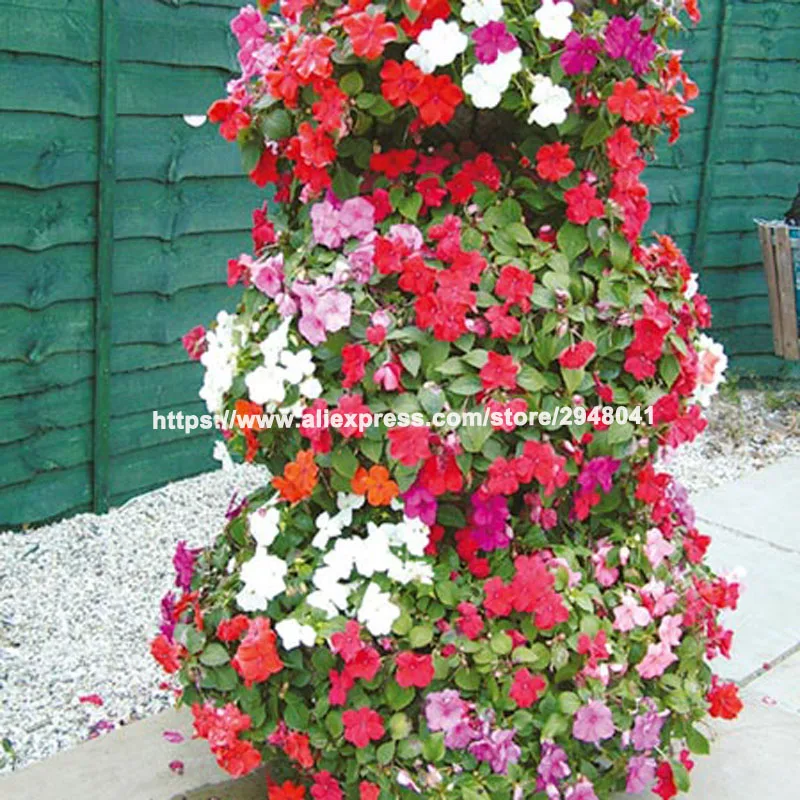 

Easy Growing MIX Chinese Aster bonsai (callistephus) Give You A Garden Full Of Bright Summer Big Flowers 30 pcs P001