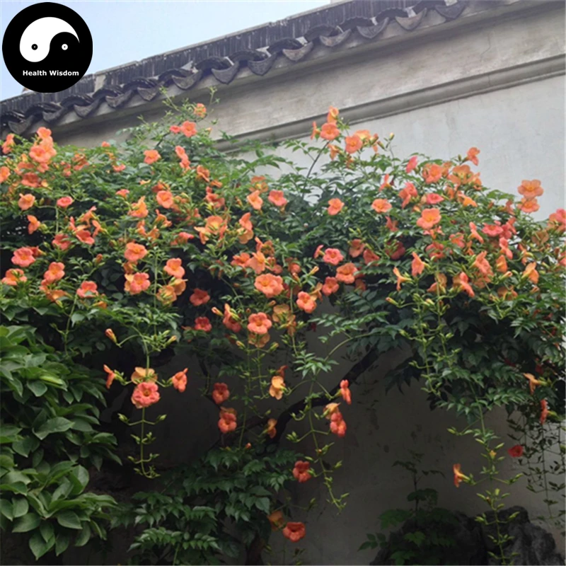 KVITER 100 Red Trumpet Vine Seeds For Planting (Campsis Radicans) – Trumpet Creeper