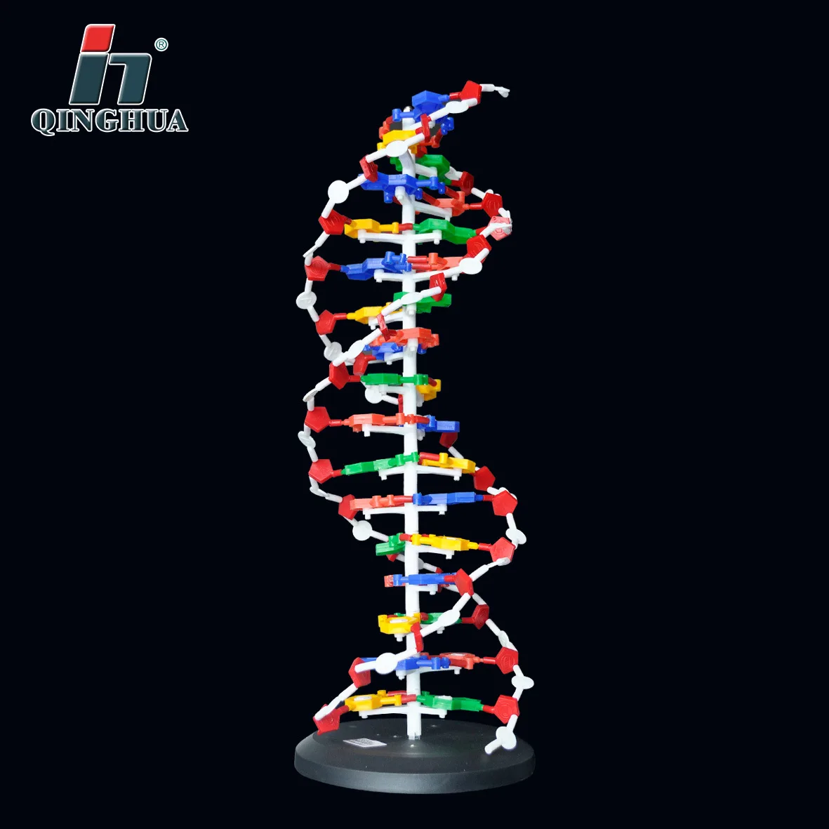 Base de Dna Modelo de Estrutura Modelos de Dupla Hélice do Dna Equipamentos de Ensino 60 Centímetros Par Dna Gene Biologia Genética Fornece Educacional