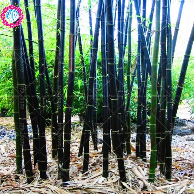 40pcs Fresh Bamboo Seeds Rare Giant Black Moso Natural Bambou 40pcs Fresh Bamboo Seeds Rare Giant Black Moso Natural Bambou Professional Pack Bambusa Lako