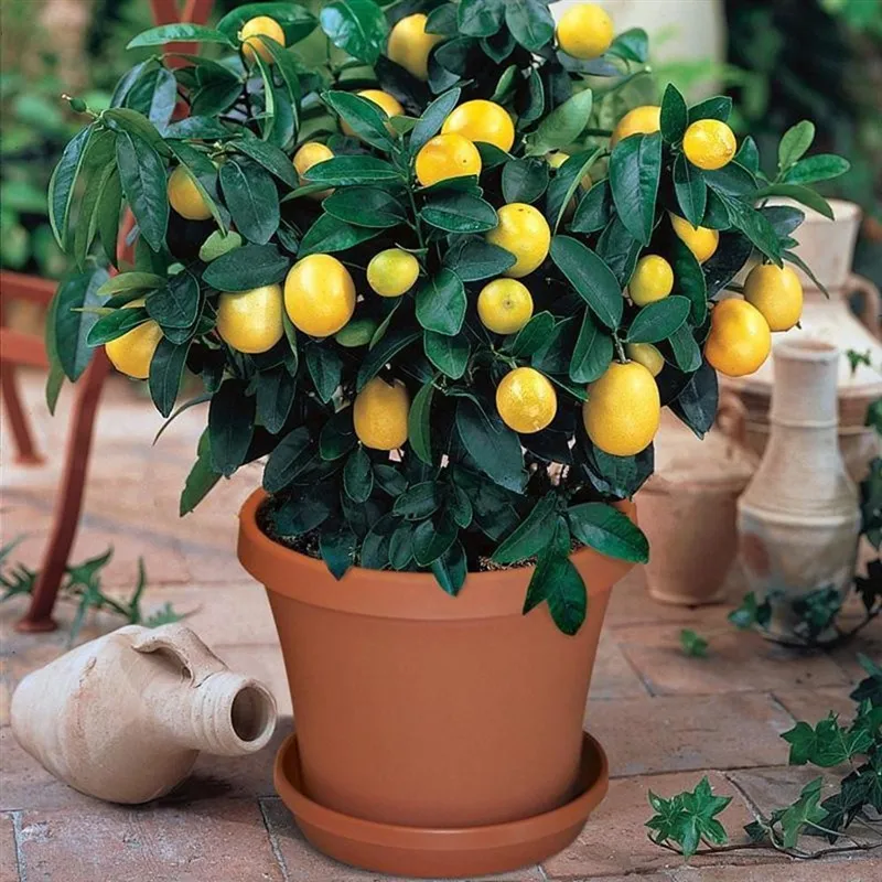 30 шт Лимонное дерево Крытый Открытый доступный Heirloom органические семена фруктовых деревьев