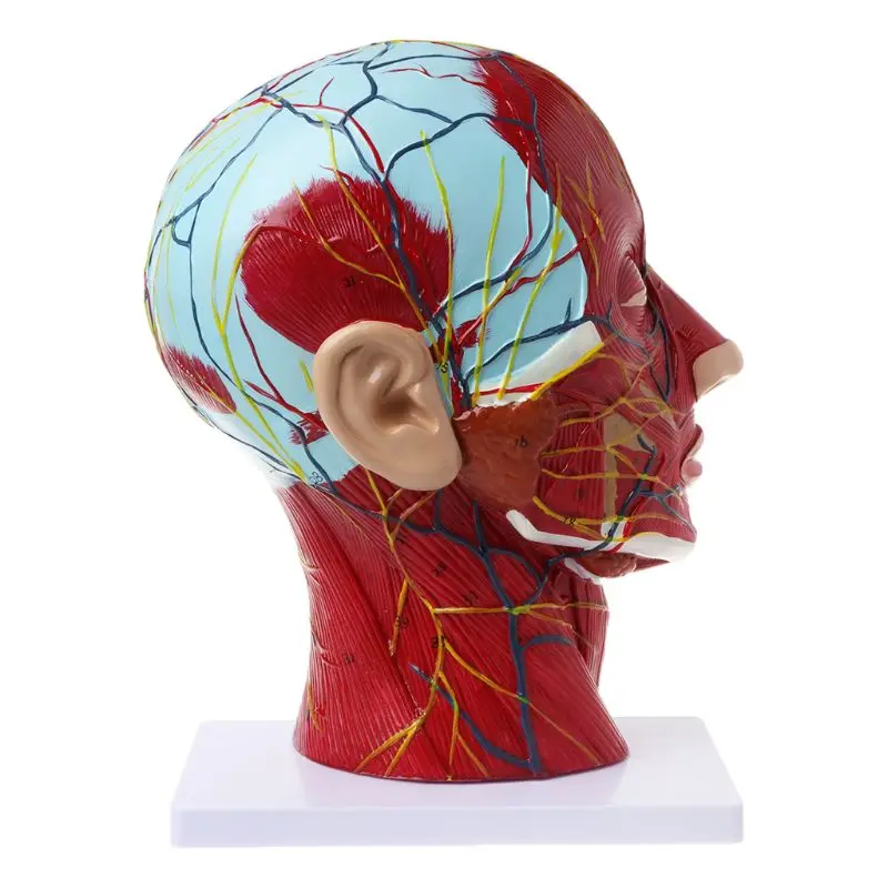 

Human Anatomical Half Head Face Anatomy Medical Brain Neck Median Section Study Model Nerve Blood Vessel For Teaching