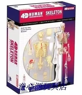 4d модель человека в сборе 46 шт. 18 5*5 5*24 см|skeleton model|4d mastermedical bone |
