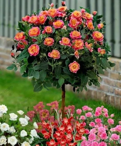 100Pcs Mix-color rose tree seedling rare rose flower Bonsai for home garden planting Potted,Balcony & Yard Flower bonsais planta