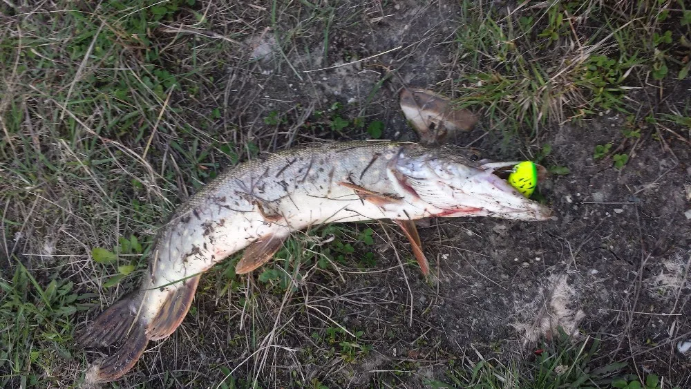 UT8A4_1XtFaXXagOFbXf