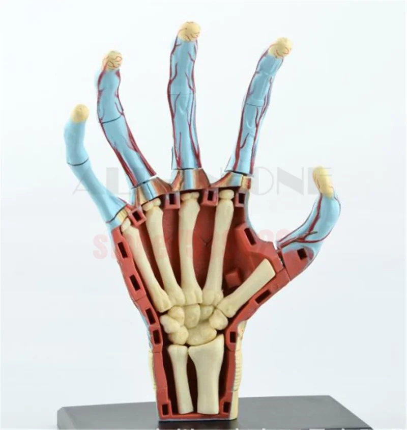 Купить В 4D мастер человеческого черепа рук анатомия анатомические ...