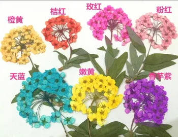 

100pcs Pressed Dried Narcissus Daffadilly Flower For Epoxy Resin Pendant Necklace Jewelry Making Craft DIY Accessories