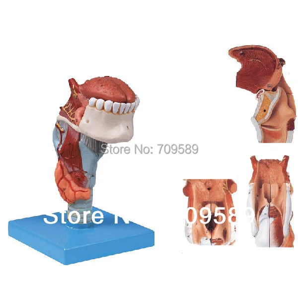 

ISO Anatomical Larynx Model with Toungue and Teeth, laryngeal model