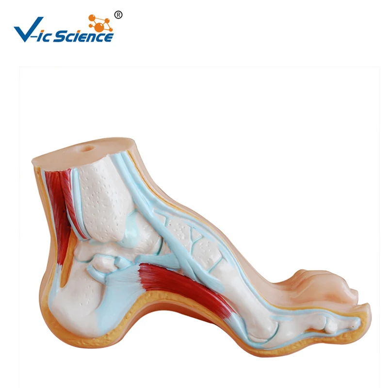 

Hospital Study Arched Foot Foot Anatomy Model