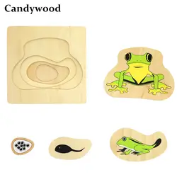 Candywood Монтессори материалы познавательная животное процесса роста растений головоломки для детей дошкольных образовательных учреждениях