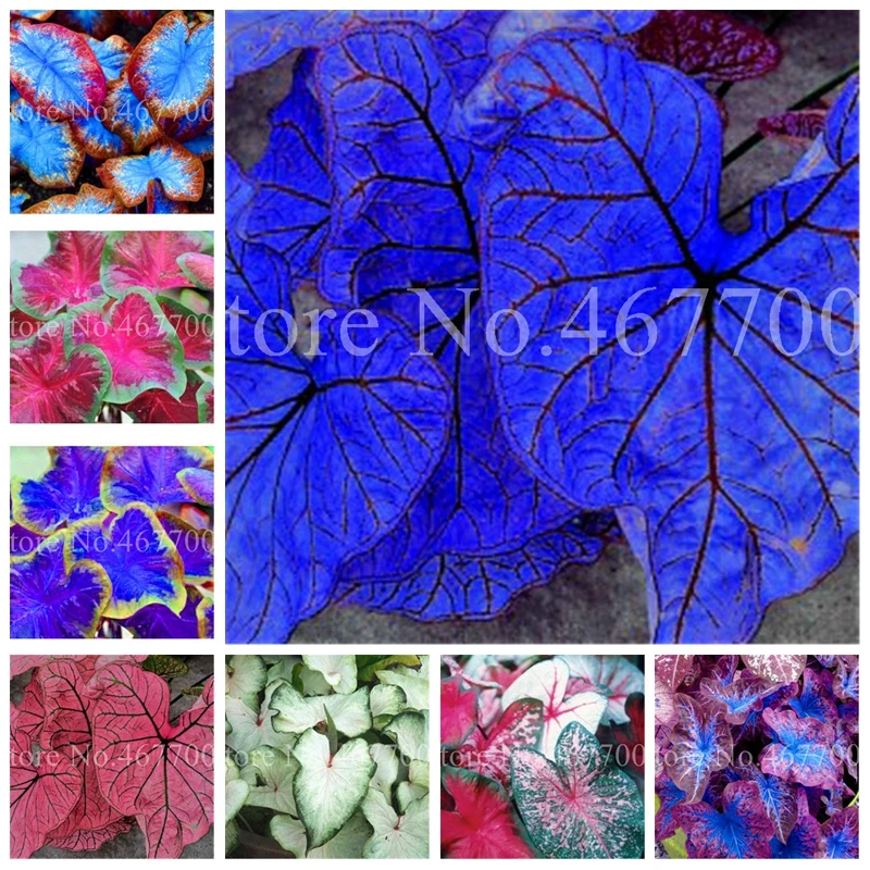 

200 Pcs New Rainbow Caladium Bonsai, Best Selling Perennial Flowers For Garden Home Beautify In Balcony Bonsai Evergreen Herb