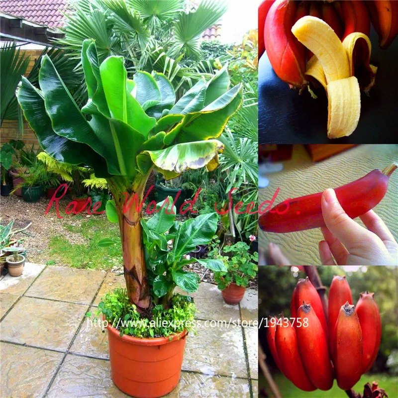 

100pcs banana fruit rare big hainan Pink Banana Musa Velutina - Dwarf Pink Banana