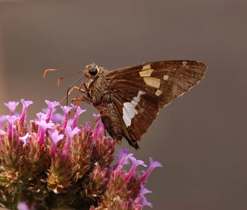 

Decorative art flowers and butterfly printed on canvas, picture from nature photos fineart for living room decor free shipping