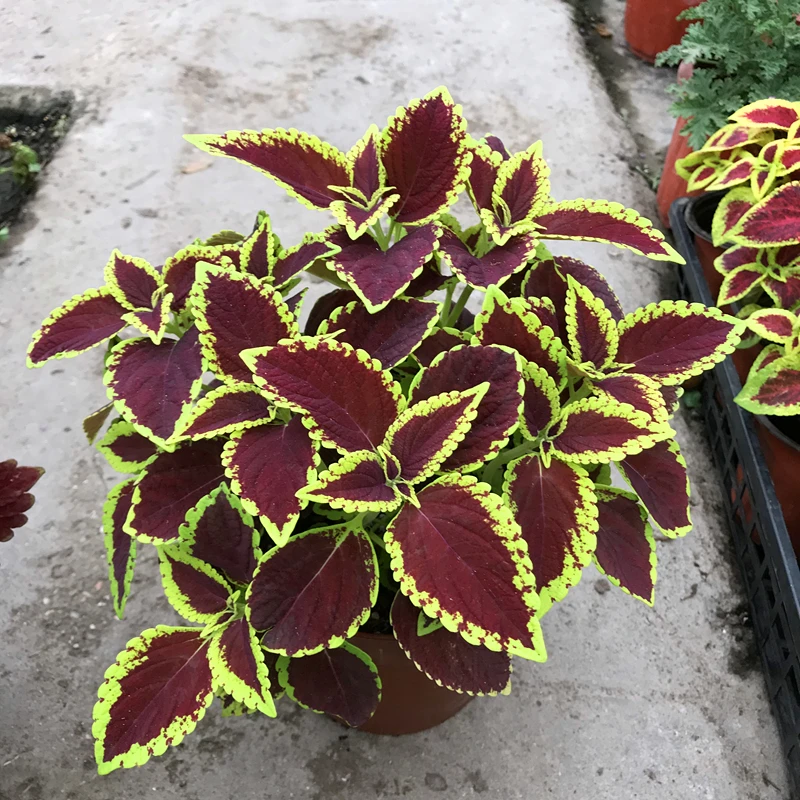 50 шт. свежий настоящий Plectranthus scutellarioides Лист S 1-25