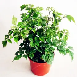 Hedera nepalensis бонсай 50 шт. никакого ухода декоративное растение 100% Зеленый Плющ бонсай растения в горшках анти-излучения ультрафиолетовых