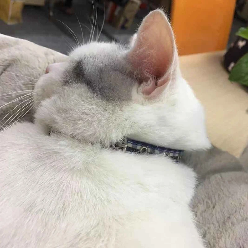 cat collar (11)