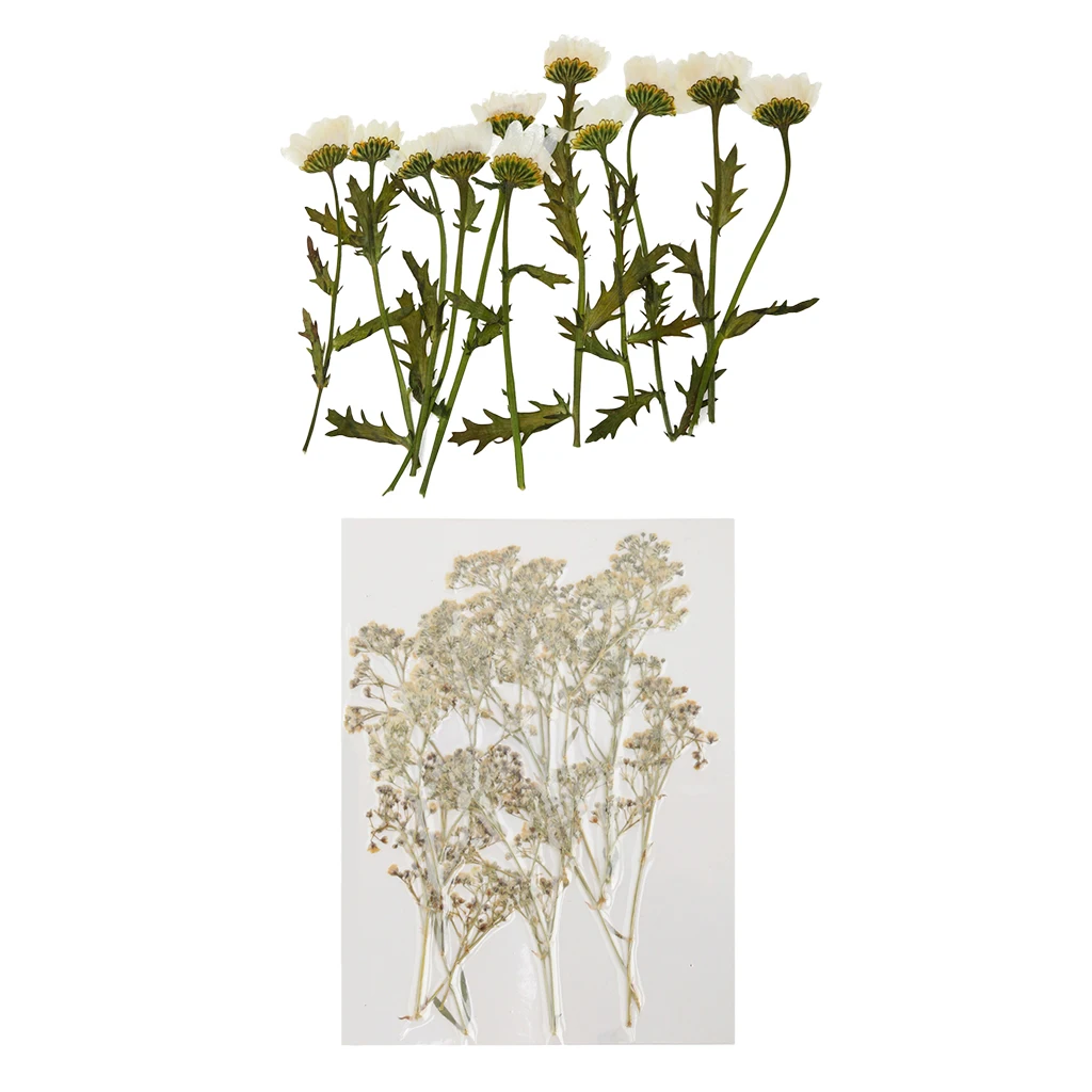 

24 Pieces Real Dried Flowers Chrysanthemum Gypsophila Scrapbooking Embellishments