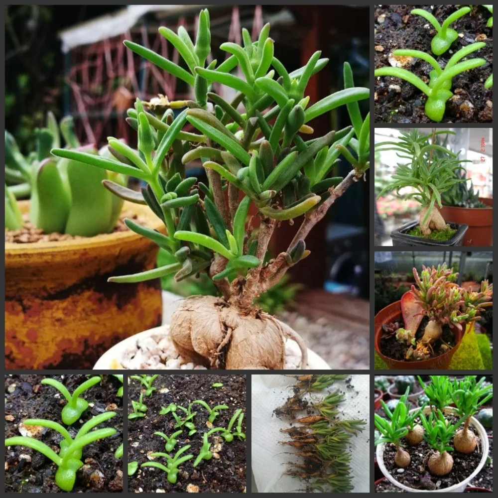 

100pcs Fresh Real Delosperma Semillas bonsai succulents plant sementes (Binghua)