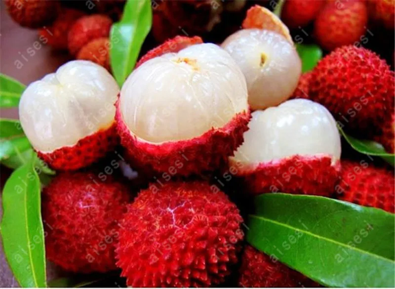 

5 PCS Red Fruits Plant As Litchi Very Delicious Giant Plant Tree Also As A Home Garden Ornamental Trees
