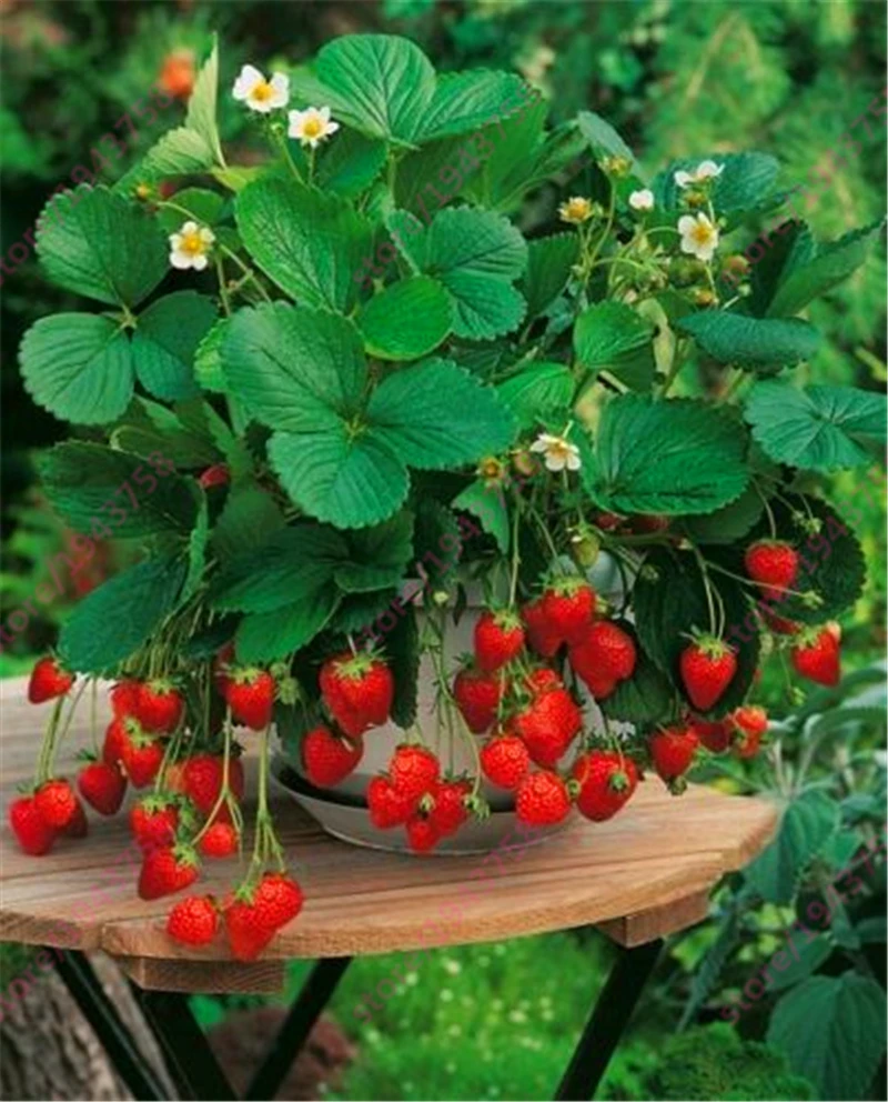 1000 pcs strawberry ,Potted Strawberry,Rare Organic Fruit ,Heirloom