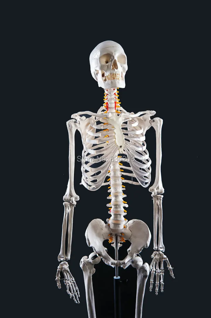 В натуральную величину полный корпус 170 см человеческий череп анатомический Скелет анатомический позвоночник medische тренировка huid esqueleto humano anatomia