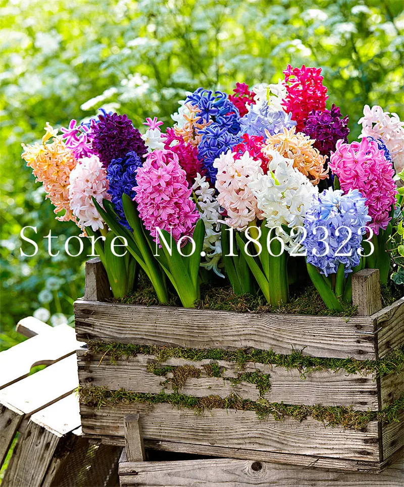 100/pcs Hyacinth Bonsai, Perennial Hyacinth potted flower, Indoor Plant Easy Grow In Pots, Bonsai plant flower for home garden 100/pcs Hyacinth Bonsai, Perennial Hyacinth potted flower, Indoor Plant Easy Grow In Pots, Bonsai plant flower for home garden