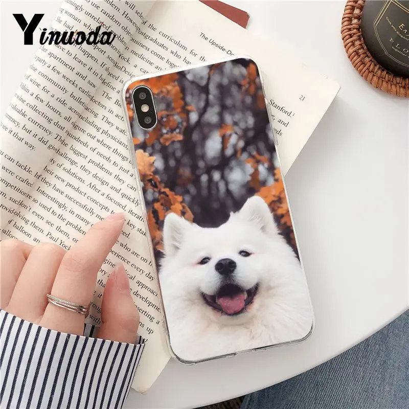 Dog Pomeranian