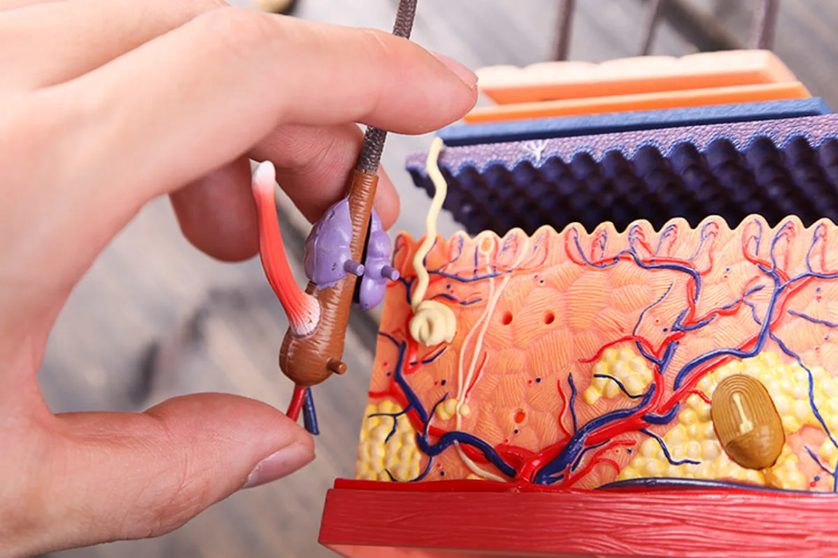 4D сборка кожи и волос человека Череп Скелет анатомическая Анатомия кожи научные развивающие игрушки модель медицинские принадлежности