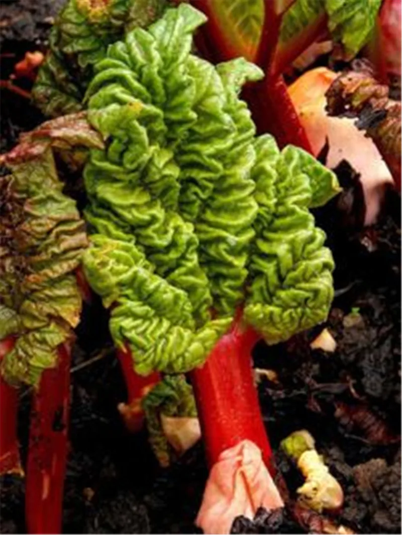 100pcs Dinosaur Kale Seeds - Best Seeds Online | Free Shipping