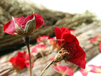 

120pcs Freeshipment Pressed flower dried flower Natural flowers Primary side pressure with roses DIY craft materials