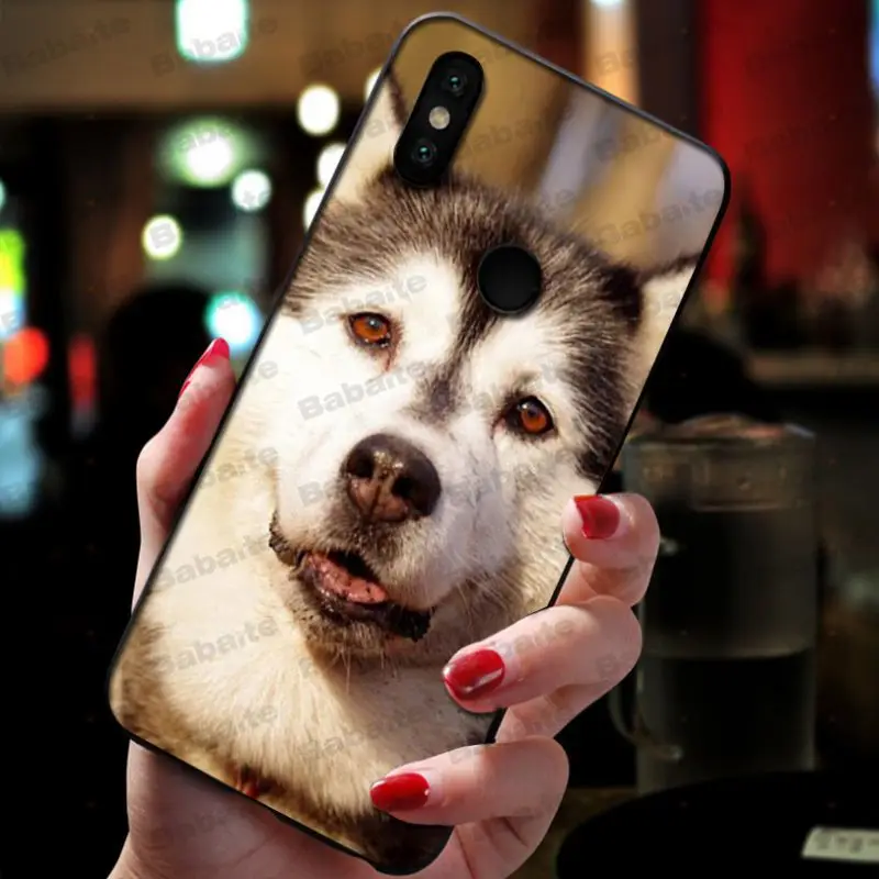 Animal Husky cute Puppy Dog