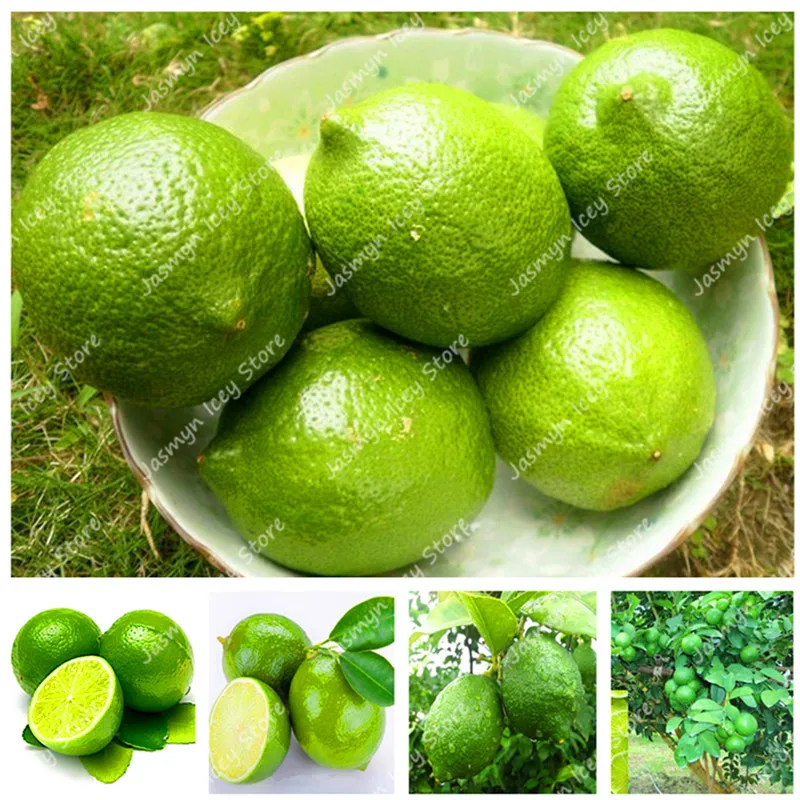 

30 Pcs Green Lemon Tree Bonsai Fruit Plants Outdoor Orchard Farm Potted Bonsai Fruit Lime Tree Planting for Home Garden