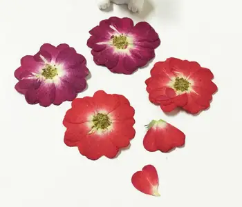 

100pcs Pressed Dried Chinese Rose Flower Plants Herbarium For Wedding Party Pendant Necklace Craft DIY Accessories
