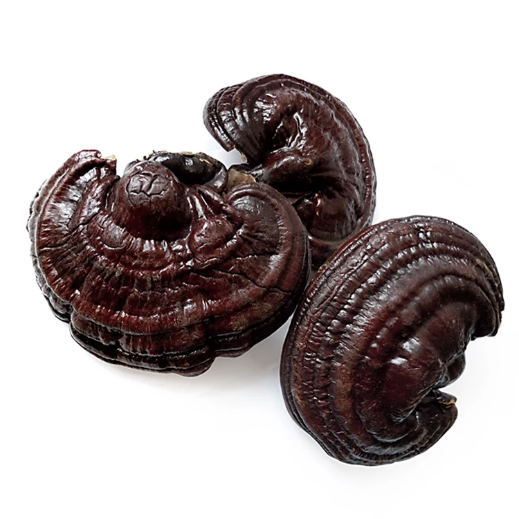 

Wild Lingzhi Purple Ganoderma Lucidum Herbal Organic Reishi Mushroom Whole 500g GD10