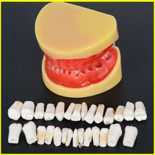 Зубные все зубы Съемный Стандартный Зуб Модель 28 шт. зубы студент развивающая модель