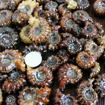 

AAA+ 30-35mm Natural stones Top Quality Rare Polished "Goat Horn" Douvilleiceras Ammonite Fossil Conch Fossil collection