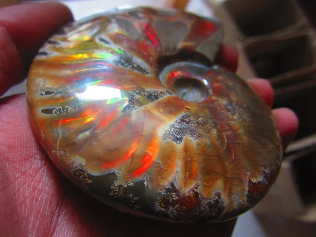 Best Price 220g(0.48 lb) Iridescent Ammonite Ammolite Specimen Fossil Madagascar BFB372