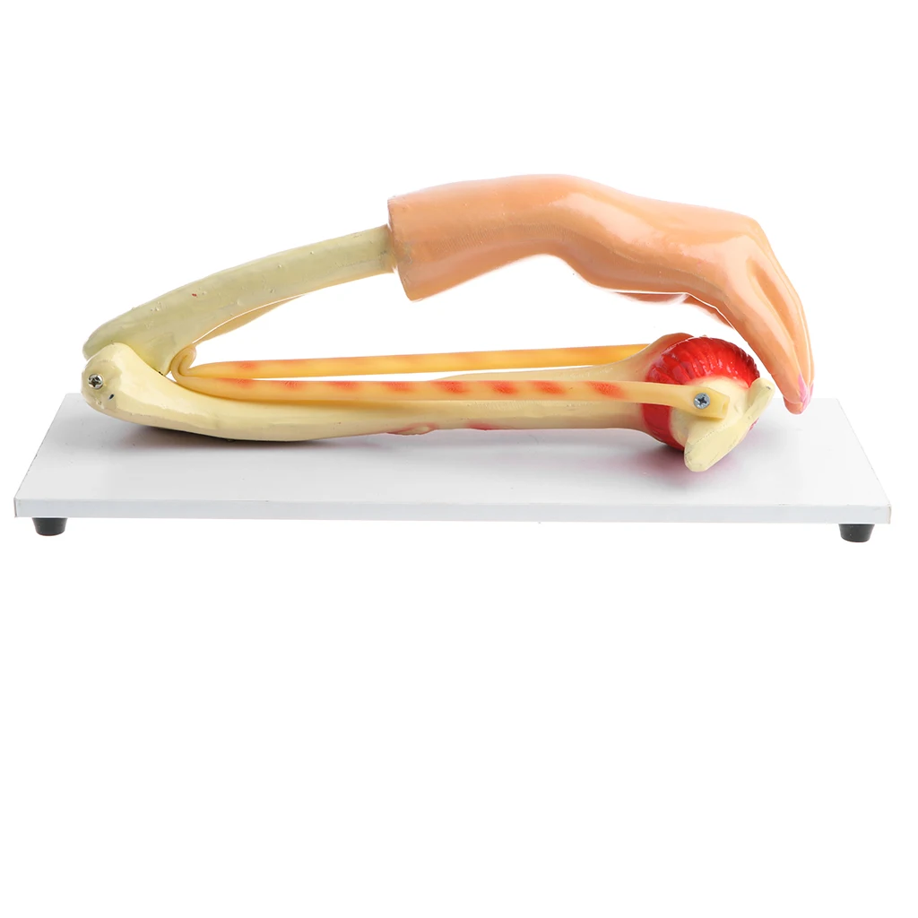1:1 Lifesize человека локоть сустава модель с База медицинский анатомический исследование комплект