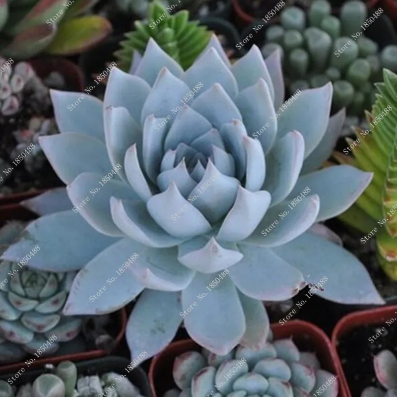 online buy wholesale succulent plants echeveria from china succulent plants echeveria online buy wholesale succulent plants echeveria from china succulent plants echeveria