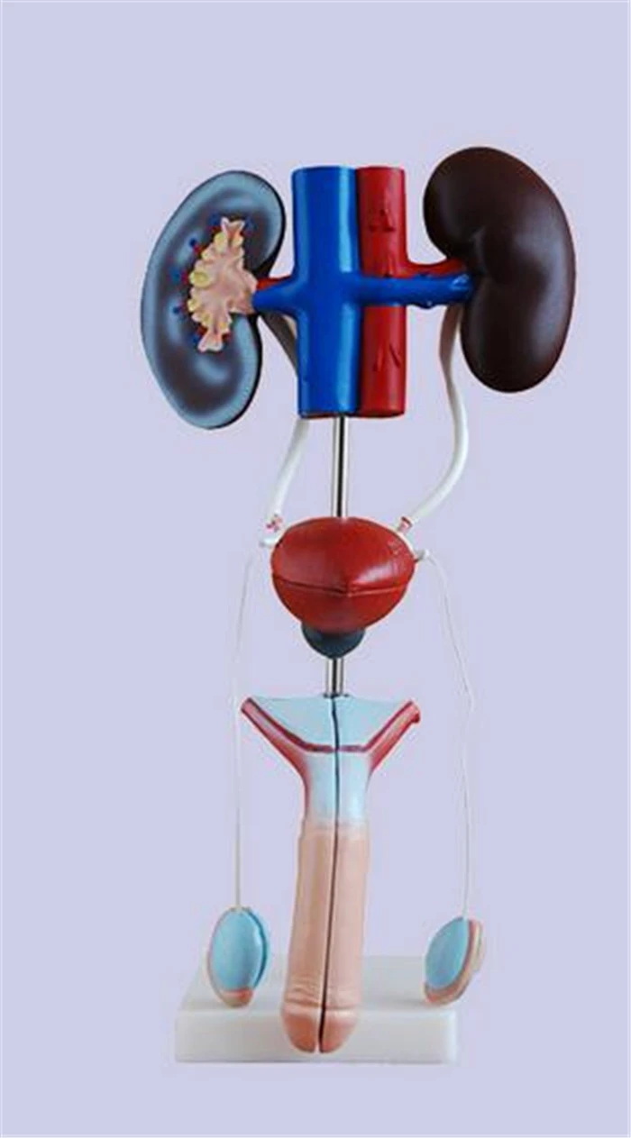 kidney Anatomical model Bladder structure teaching medicine Teaching aids Male genitourinary