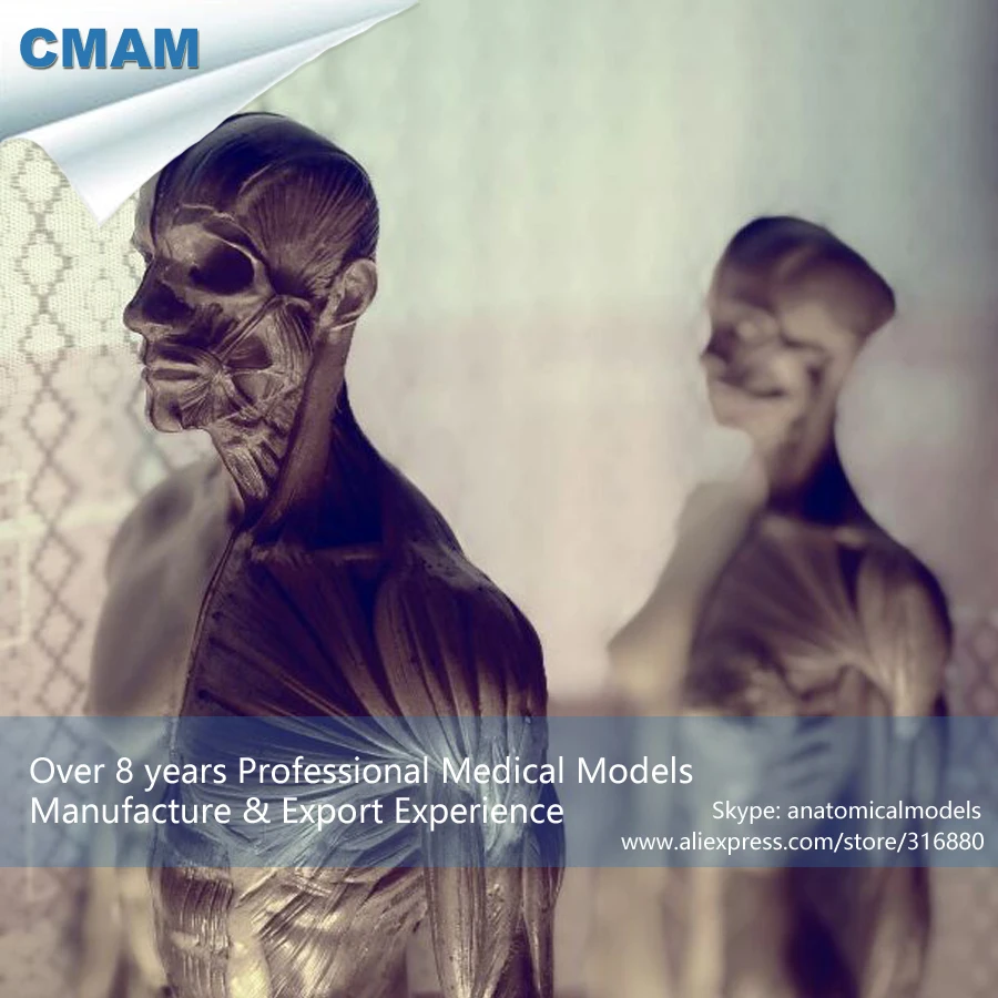 

CMAM-PRC03 30cm 1:6 Human Body Anatomy Model cg 3Dmax Model Teaching Model Medical Model Male+Female