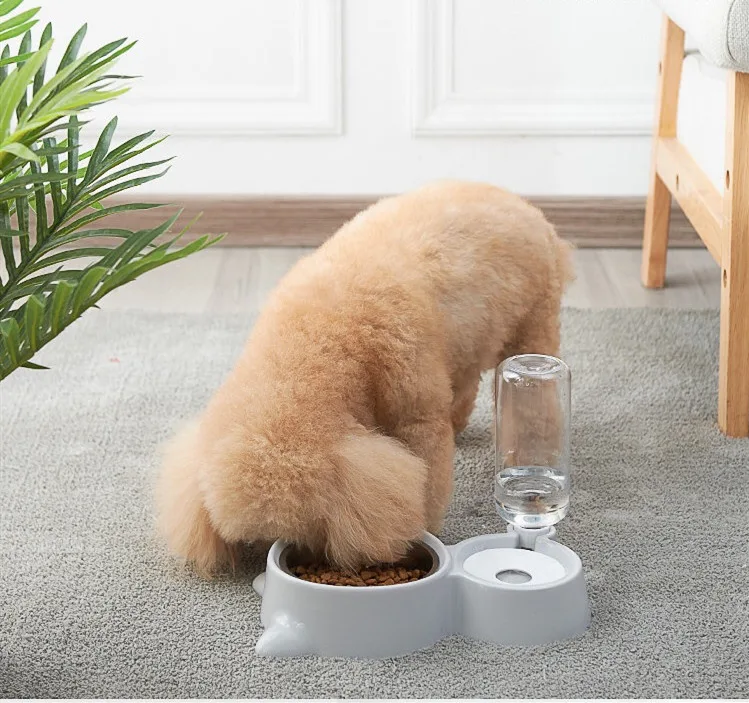 dogIMG_2202
