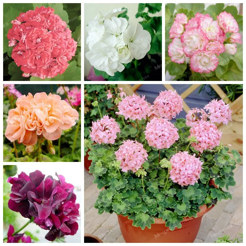 Где Купить Семена Герани Редких Сортов